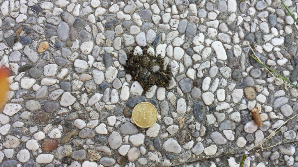 riconoscimento feci di riccio - spero !!!!